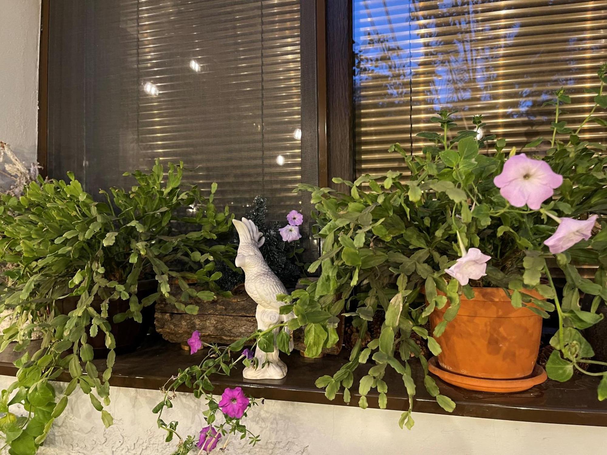 City Garden Apartments Βουκουρέστι Εξωτερικό φωτογραφία